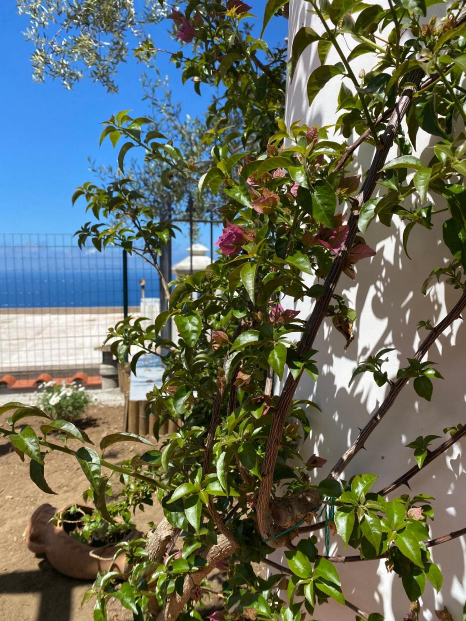 B&B La Ciammurrella Anacapri  Extérieur photo