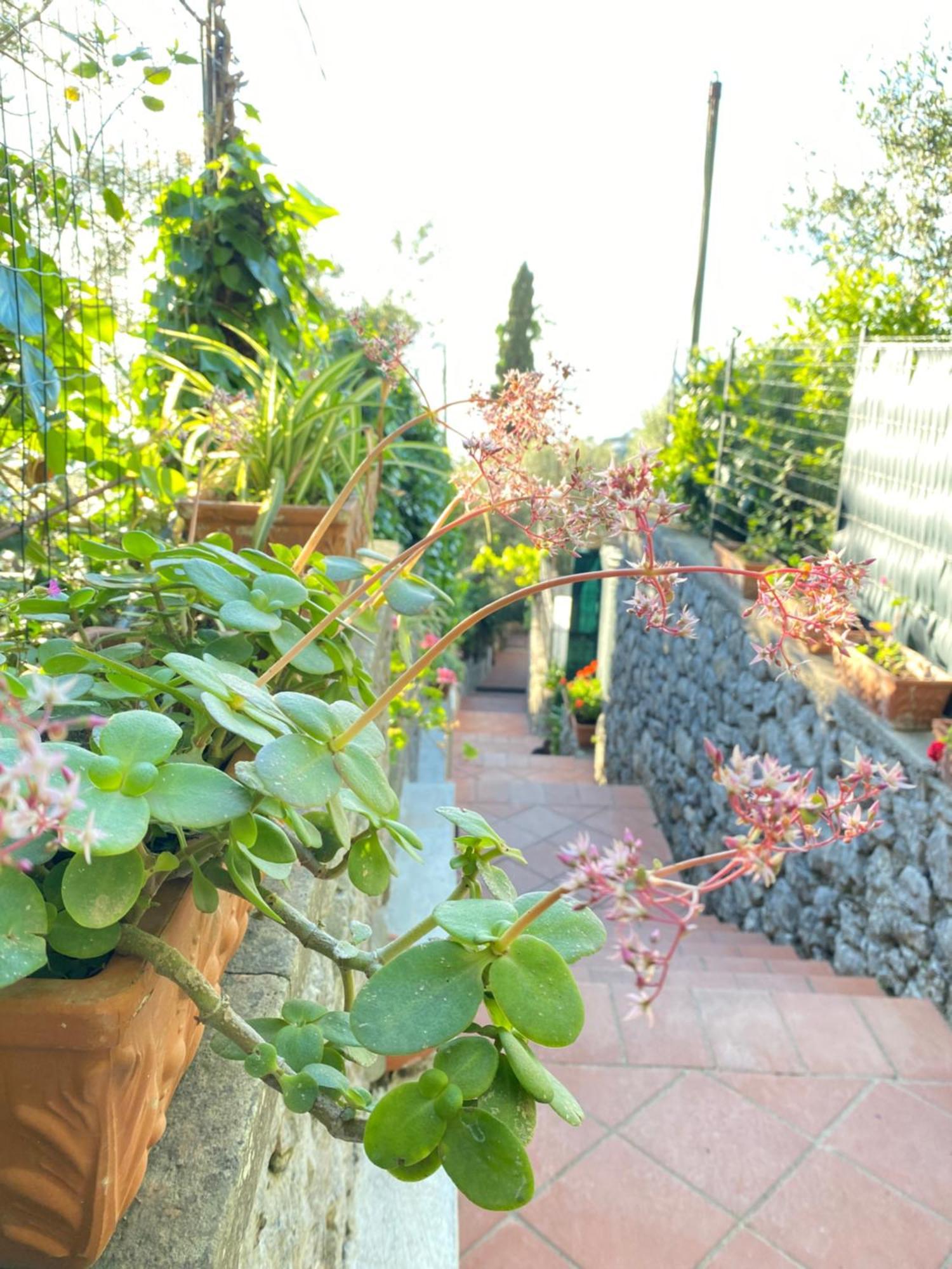 B&B La Ciammurrella Anacapri  Extérieur photo